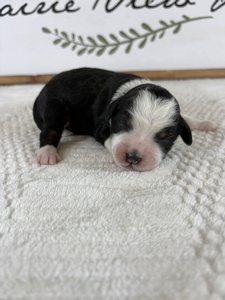 Tri Male 1