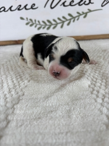 Tri Parti Male 3