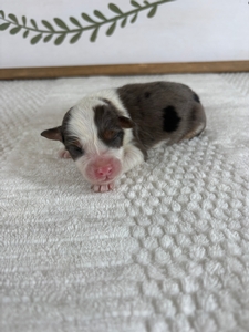 Blue Merle Male 3