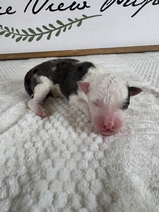 Blue Merle Male 5