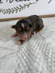 Blue Merle Female 1