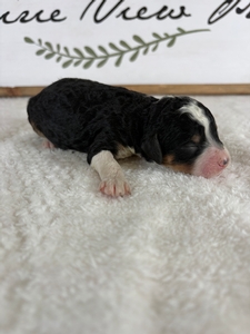 Traditional Tri Female 2