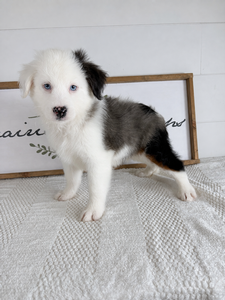 Blue Merle Male 570 3lb 14oz