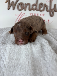 Male 4 Choclate Merle 