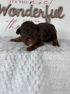 Male 6 Chocolate Tri