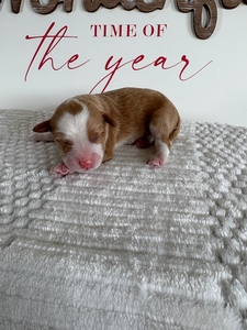 Female 3 Buff & White