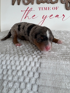 Female 1 Blue Merle Tri