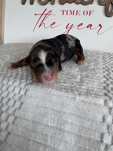 Female 2 Blue Merle Tri