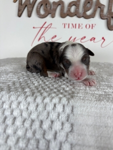 Male 2 Blue Merle Tri