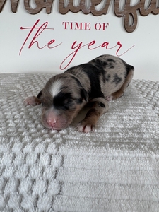 Male 4 Blue Merle Tri