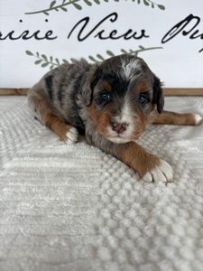 Female 1 Blue Merle Tri