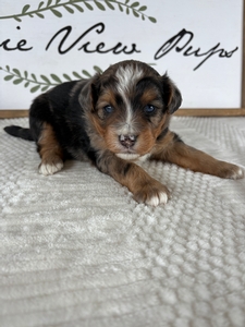Female 2 Blue Merle Tri