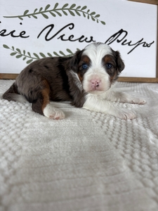 Male 2 Blue Merle Tri