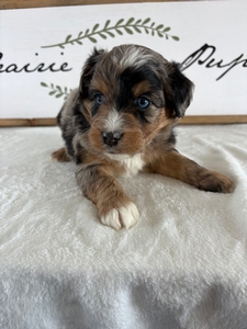 Male 4 Blue Merle Tri