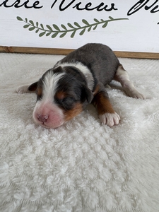 Female 3 Blue Merle Tri