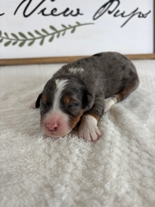 Female 4 Blue Merle Tri