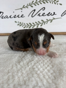 Male 2 Blue Merle Tri