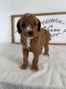 Female 595 3lb 10 oz