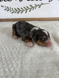 Blue Merle Tri Male 2