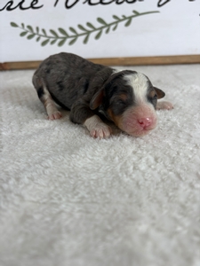 Blue Merle Tri Male 4