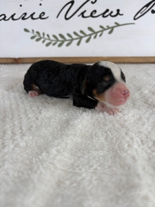 Traditional Tri Male 5