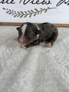 Blue Merle Tri Male 6