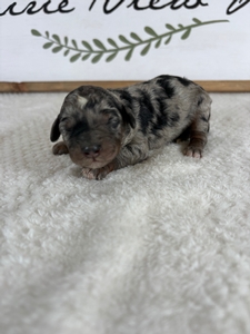 Blue Merle Tri Female 1