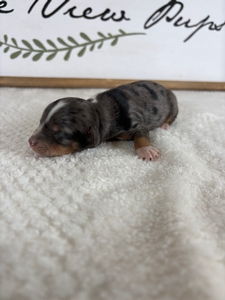 Blue Merle Tri Female 3