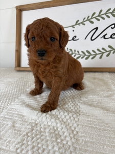 Female 062 3lb 2oz