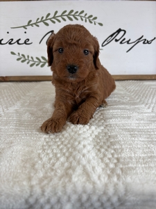 Female 065 2lb 13oz