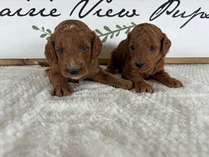 Lola & Cooper