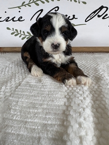 Tri Female 4