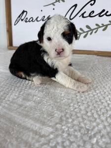 Tri Male 2