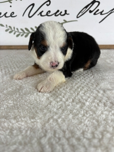 Tri Male 4