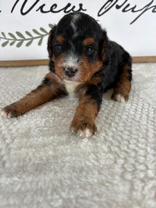 Tri Male 5