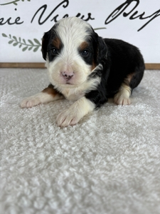 Tri Male 6