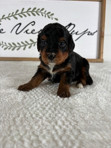 Tri Male 7