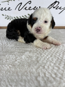 Tri Female 3