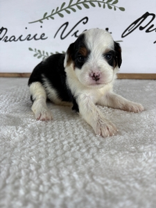 Tri Female 4