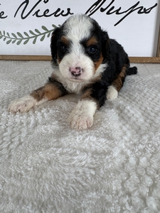 Tri Female 5