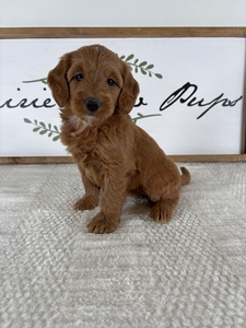 Female 067 3lb 6oz
