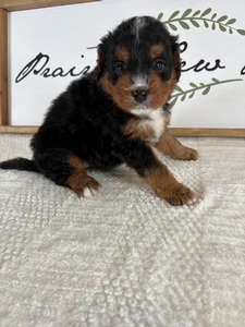 Tri Male 359 3lb 11oz