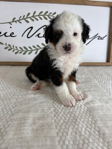 Tri Female 3 3lb 6oz