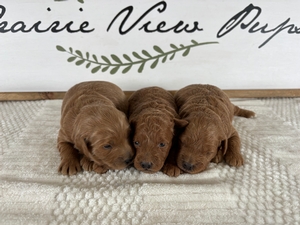 Minnie & Cooper