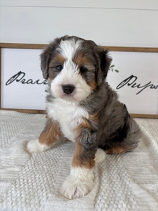 Blue Merle Female 2