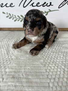 Merle Female 2 