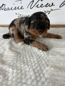 Merle Male 3