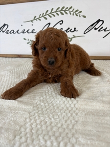 Female 1 3lb 6oz
