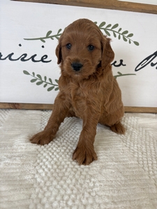 Female 23lb 10oz