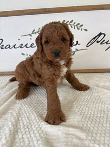 Male 1 4lb 14oz